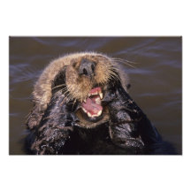 Sea Otters, Enhydra lutris 6 Photograph