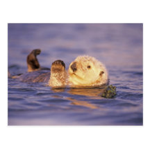 Sea Otters, Enhydra lutris Post Cards