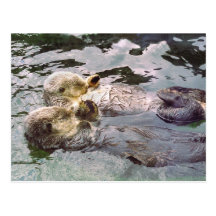 Sea Otters Holding Hands Postcard