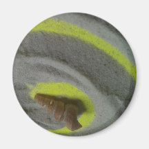 sea shell design/photo magnet