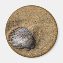 Sea Shell magnet
