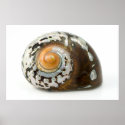 Sea Shell Mother Of Pearl Art Poster posters