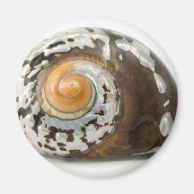 Sea Shell On White Background Fridge Magnet
