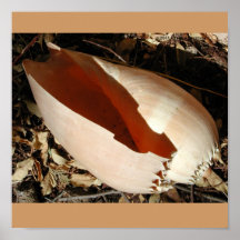 SEA SHELL POSTERS