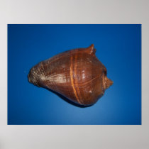 Sea Shell Print