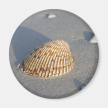 Sea Shell Refrigerator Magnets