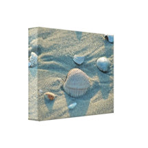 Sea Shell Wrapped Canvas Stretched Canvas Prints