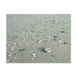 Sea Shells at Imperial Beach, California Post Card