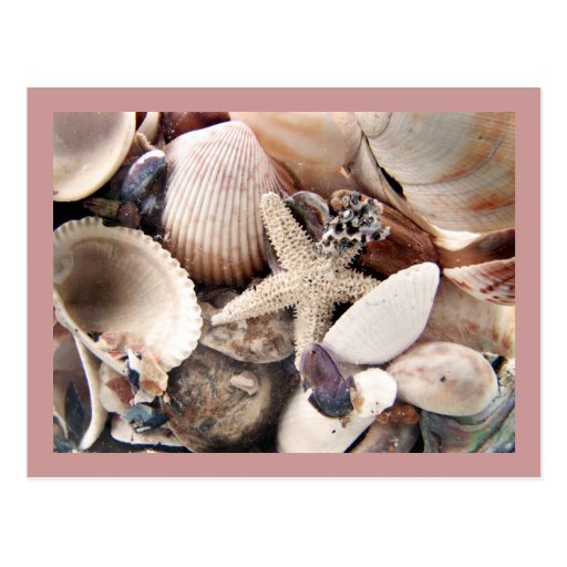 Sea Shells by the Shore Postcards