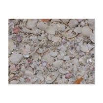 Sea shells Of sanibel Postcards