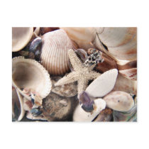 Sea Shells Postcard