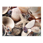 Sea Shells Postcard