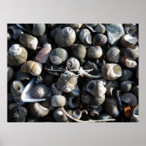 Sea shells print