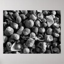 Sea shells posters