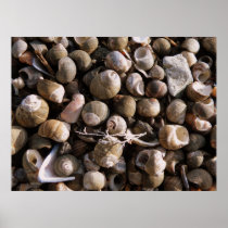 Sea shells print