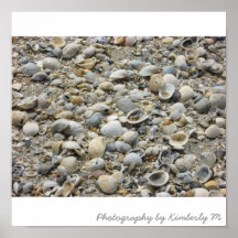 Sea Shore Shell Print