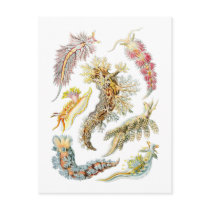 Sea slugs post card