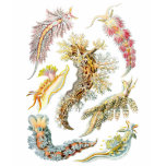 Sea slugs t-shirts