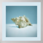 Sea Snail - poster posters