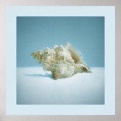 Sea Snail - poster by BluePlanet