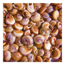 Sea Snail Shells Cyclops Nassa Cyclope Pellucidus Photo