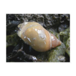 Sea Snail, Unalaska Island postcards