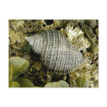 Sea Snail, Unalaska Island postcards