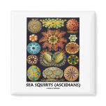 Sea Squirts (Ascidians - Artforms Of Nature) Refrigerator Magnet