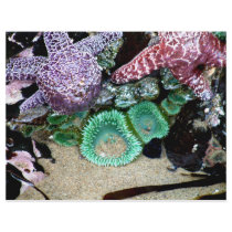 Sea Stars Anemones Letterhead
