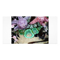 Sea Stars Anemones Customized Photo Card