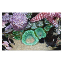 Sea Stars Anemones Stationery