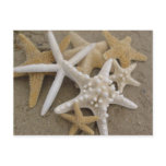 Sea Stars Post Card