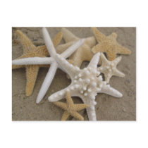 Sea Stars Post Card