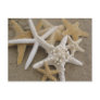 Sea Stars Post Card