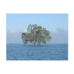 Sea Tree postcards