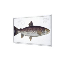 Sea Trout (Salmo Trutta) plate XXI from 'Ichthyolo canvas prints
