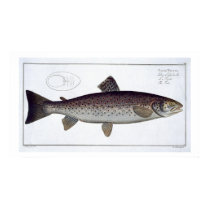 Sea Trout (Salmo Trutta) plate XXI from 'Ichthyolo posters