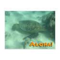 Sea Turtle Aloha from Hawaii Postcard
