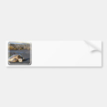 Sea Turtle Bumper Stickers