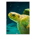 Sea Turtle cards