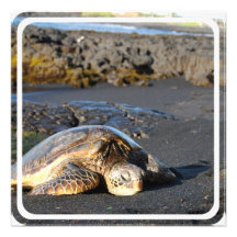 Sea Turtle Invitation