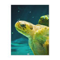 Sea Turtle postcards