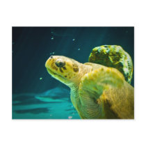 Sea Turtle Postcards