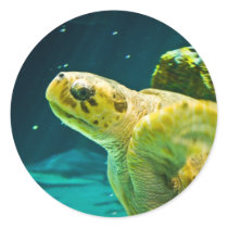 Sea Turtle Sticker