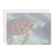 Sea turtle surfaces invitations