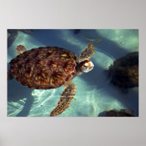 Sea turtle surfaces posters