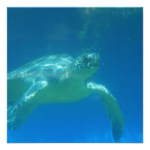 Sea Turtle Swim  Invitations