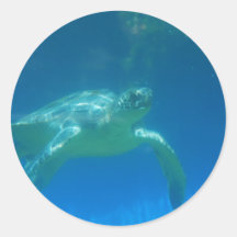 Sea Turtle Swim Stickers