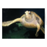 Sea Turtle Waving Cards