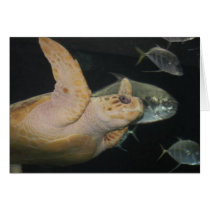 Sea Turtle with Fish Cards